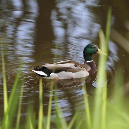 Saarlandtraum Weihermuehle Schmelz Exteriér fotografie