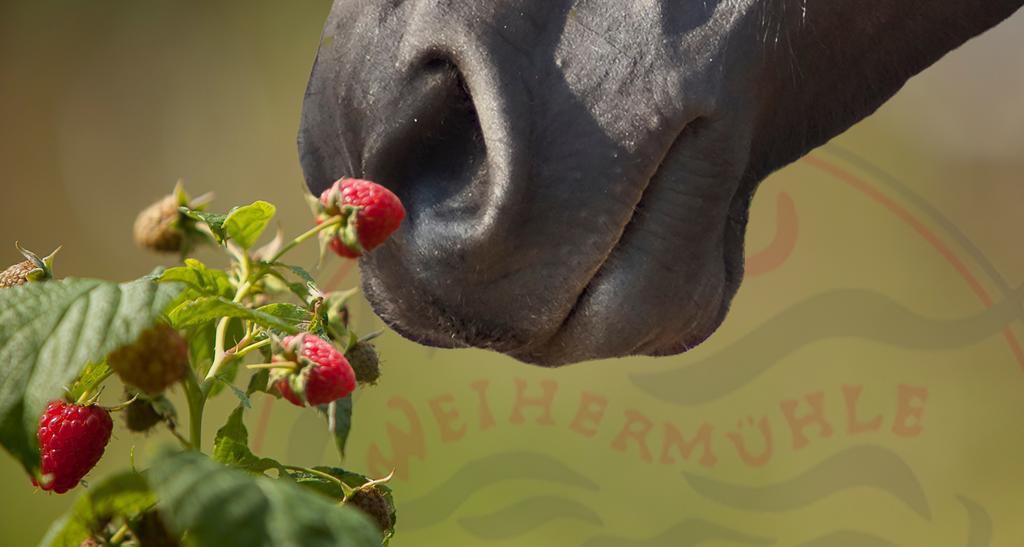 Saarlandtraum Weihermuehle Schmelz Exteriér fotografie